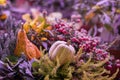 Two diffrent pumpkins on dark natural background, selective focus. Thanksgiving and Halloween concept, autumn colorful