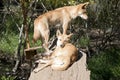 The two dingos are resting on a log Royalty Free Stock Photo