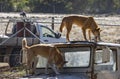 Two dingos on a rusty vehicle