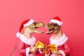 Two dinosaurs Rex in red Santa Claus hat holds golden gift box in its paws on pink background New Years Eve or Christmas Eve Art h Royalty Free Stock Photo