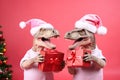Two dinosaurs Rex in red Santa Claus hat holds golden gift box in its paws on pink background New Years Eve or Christmas Eve Art h Royalty Free Stock Photo