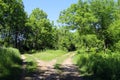 two dirt road paths heading into forest glade sunny Royalty Free Stock Photo