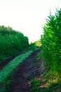 Two dirt ruts in tall grass