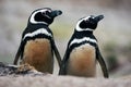 Two dirty bird in the ground hole, Penguin i nthe nest. Magellanic penguin, Spheniscus magellanicus, nesting season. Animals in th