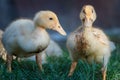 Two dirty little ducklings Royalty Free Stock Photo