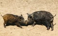 Two wild boars fighting Royalty Free Stock Photo