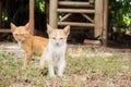 Two dirty yellow mongrel kitten sitting on ground. Looking to ca