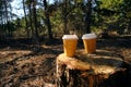 Two disposable cups for coffee in the forest on stump on a bright sunny day.Picnic in nature in forest Royalty Free Stock Photo