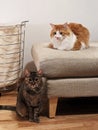 Two distinguish looking cats in great poses. Shot of 2 cats resting at home Royalty Free Stock Photo