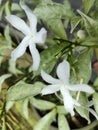 two divaticata and three ants in small flower buds