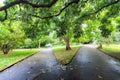 Two diverging paths in a lush green park in Sydney Royalty Free Stock Photo