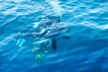 Two Scuba divers under the water Royalty Free Stock Photo