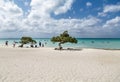 Two Divi Divi Trees on Beach Royalty Free Stock Photo
