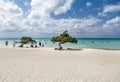 Two Divi Divi Trees on Beach