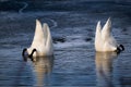 Two diving swans Royalty Free Stock Photo