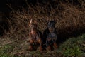 Two dobermans at night. Royalty Free Stock Photo