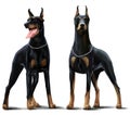 Two Dobermans watercolor drawing