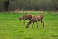 Two doe red deer grazing on a meadow Royalty Free Stock Photo