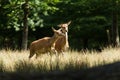 Two Doe walking in the meadow. Royalty Free Stock Photo