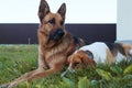 Two Dog best friends playing together outdoor. Lying on the back together Royalty Free Stock Photo