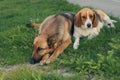 Two Dog best friends playing together outdoor. Lying on the back together Royalty Free Stock Photo