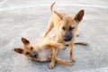 Two dog bronw jolly together motion blur Royalty Free Stock Photo