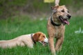 Two dog buddies enjoying sunny day on the meadow. Posavac hound and Fox terrier