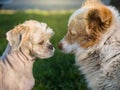 Two dog face each other in a field Royalty Free Stock Photo