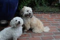 Two dogs sitting in the garden and wait for food Royalty Free Stock Photo