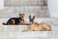 Two dog Malinois and Airedale Royalty Free Stock Photo