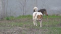 Two dog mongrels in collars walking