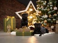 a beagle dog and two pugs by the new year tree. Pets in Christmas decorations. Royalty Free Stock Photo