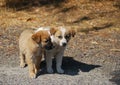 Two dog puppies