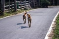 Two dog running asphalt road , animal outdoor background Royalty Free Stock Photo