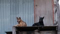 Two dog sitting on wood balcony