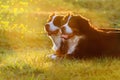 Two dog at sunset Royalty Free Stock Photo