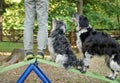 two dog for training outside Royalty Free Stock Photo