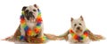 Two dog wearing hula costumes Royalty Free Stock Photo