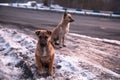 Two dog in winter road Royalty Free Stock Photo