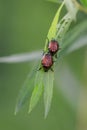 Two Dogbane beetles resting on a leaf Royalty Free Stock Photo