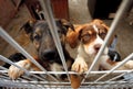 Two doggies reaching fence Royalty Free Stock Photo