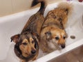 Two doggies in the same bathtub Royalty Free Stock Photo