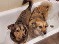 Two doggies in the same bathtub