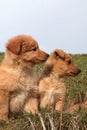 Two doggy pupies Royalty Free Stock Photo