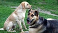 Two dogs Royalty Free Stock Photo