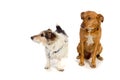 Two dogs Royalty Free Stock Photo