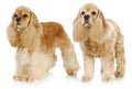 Two dogs Royalty Free Stock Photo