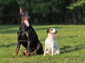 Two dogs Royalty Free Stock Photo