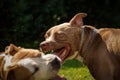 Two dogs amstaff terrier fighting over food. Young and old dog agressive behaviour