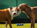 Two dogs amstaff terrier playing tog of war outside. Young and old dog fun in backyard Royalty Free Stock Photo